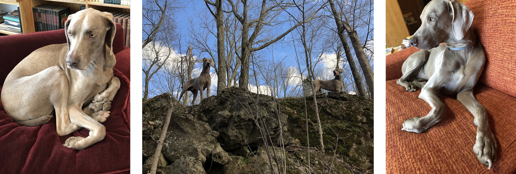 Photos of the artist&amp;#39;s Weimaraners, Flo and Topper. May 2020.